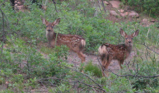 Baby fawns posing for picture near ranch.